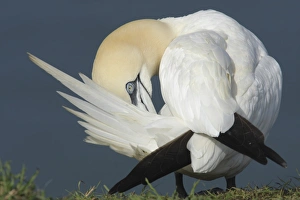 Gannet Prints: Northern Gannet (Morus bassanus) adult
