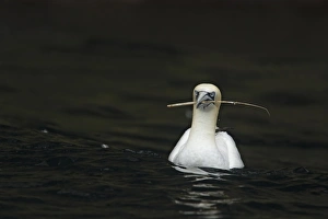 Northern Gannet (Morus bassanus) adult, swimming at sea, with nesting material in beak, Shetland Islands, Scotland