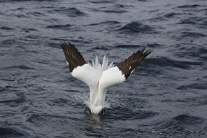 Northern Gannet (Morus bassanus) adult, diving for fish at sea, Shetland Islands, Scotland, June