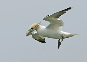 Northern Gannet (Morus bassanus) adult, in flight, with nesting material in beak, Bempton Cliffs RSPB Reserve, Bempton