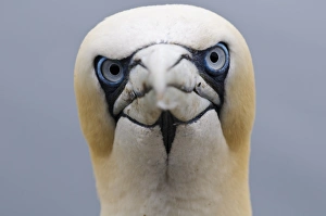 Northern Gannet (Morus bassanus) adult, close-up of head, Bass Rock, Firth of Forth, East Lothian, Scotland, August