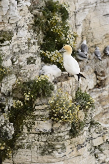 Seabird Prints: Northern Gannet (Morus bassanus) adult and chick
