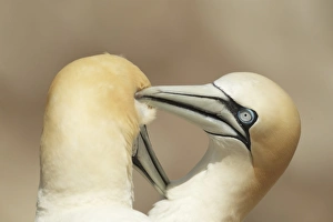 Bill Prints: Northern Gannet (Morus bassanus) adult pair