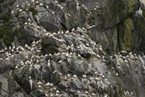 Northern Gannet (Morus bassanus) adults, group at nests on cliff in nesting colony, St