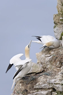 Northern Gannet (Morus bassanus) two adults, in territorial dispute at nests on sea cliff, Bempton Cliffs RSPB Reserve