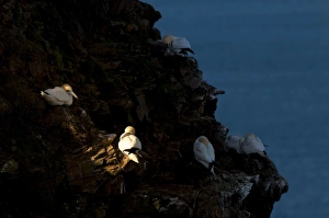 Northern Gannet (Morus bassanus) adults, roosting on cliff ledges, with two illuminated by shaft of sunlight