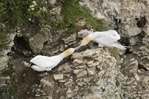 Northern Gannet (Morus bassanus) two adults, fighting over nesting territories on cliff, Bempton Cliffs RSPB Reserve