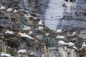 Northern Gannet (Morus bassanus) adults, nesting colony with fishing rubbish in nests, Noss, Shetland Islands, Scotland, june