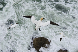 Choppy Prints: Northern Gannet (Morus bassanus) three adults