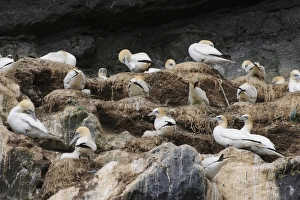 Northern Gannet (Morus bassanus) adults and chicks, group at nests on cliff in nesting colony, St