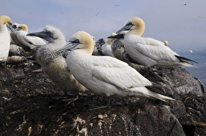 Chicks Prints: Northern Gannet (Morus bassanus) adults and chicks