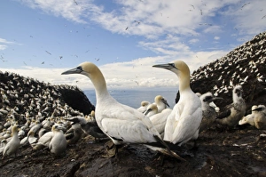 Northern Gannet (Morus bassanus) adults and chicks, nesting colony on volcanic plug island, Bass Rock, Firth of Forth
