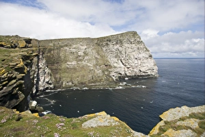 Gannet Prints: Northern Gannet (Morus bassanus) breeding colony