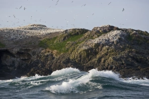 Northern Gannet (Morus bassanus) breeding colony, nesting on island sea cliffs, Grassholm RSPB Reserve, Wales, july