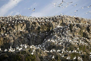 Northern Gannet (Morus bassanus) breeding colony, nesting on island sea cliffs, Grassholm RSPB Reserve, Wales, july