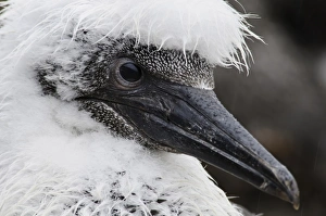 Bill Prints: Northern Gannet (Morus bassanus) chick