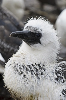 Northern Gannet (Morus bassanus) chick, close-up of head, wet during rainfall, Bass Rock, Firth of Forth, East Lothian