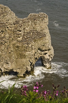 Northern Gannet (Morus bassanus) colony, nesting on cliffs over sea arch, with Red Campion (Silene dioica)