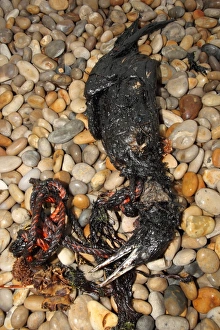 Polluted Prints: Northern Gannet (Morus bassanus) dead
