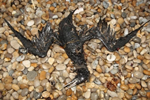 Northern Gannet (Morus bassanus) dead, oiled carcass washed up on shingle beach, Chesil Beach, Dorset, England, july