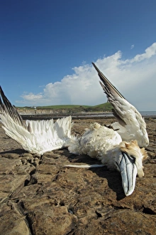 Northern Gannet (Morus bassanus) dead adult, washed ashore after contamination from polyisobutene oil additive at sea
