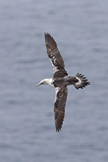 Northern Gannet (Morus bassanus) immature, third winter plumage, in flight over sea, Shetland Islands, Scotland, June