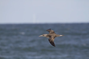 Migrating Prints: Northern Gannet (Morus bassanus) juvenile