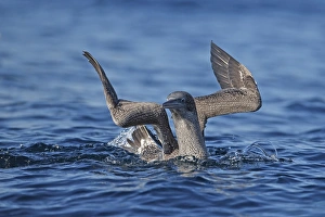Northern Gannet (Morus bassanus) juvenile, first winter plumage, swimming at sea, Portugal, October
