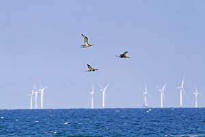 Distance Prints: Northern Gannet (Morus bassanus) three juveniles, in flight, on migration over sea