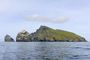 Northern Gannet (Morus bassanus) nesting colony, St. Kilda, Outer Hebrides, Scotland, July