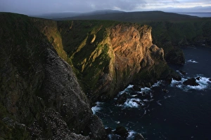 Northern Gannet (Morus bassanus) nesting colony, view of sea cliffs habitat lit with sunbeam, Hermaness N. N. R