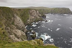 Gannet Prints: Northern Gannet (Morus bassanus) nesting colony