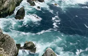 Northern Gannet (Morus bassanus) nesting colony during storm, long exposure with blurred movement