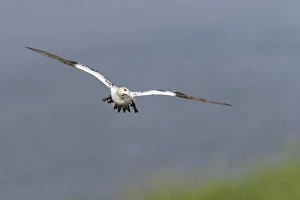 Seabird Prints: Northern Gannet (Morus bassanus) sub-adult