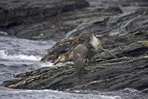 Threat Prints: Northern Giant-petrel (Macronectes halli) adult