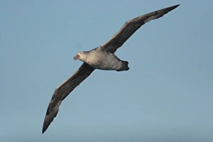Northern Giant-petrel (Macronectes halli) adult, in flight at sea, Drake Passage, between Argentina and Antarctic Peninsula, Antarctica, december