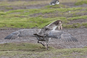 Northern Giant-petrel (Macronectes halli) adult, in territorial display, Grytviken, South Georgia, november