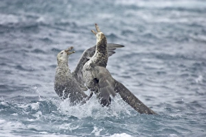 Subantarctic Prints: Northern Giant-petrel (Macronectes halli) two adults