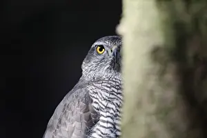 Hawk Prints: Northern Goshawk (Accipiter gentilis) adult female