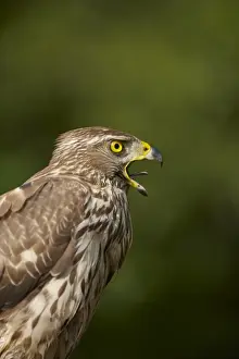 Northern Goshawk (Accipiter gentilis) adult female, calling, close-up of head and chest, Hungary
