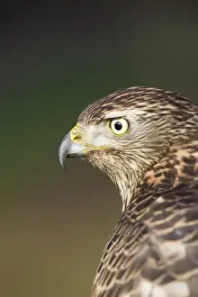 Northern Goshawk (Accipiter gentilis) juvenile female, close-up of head, England, january (captive)
