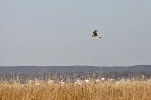 Eastern Seaboard Prints: Northern Harrier (Circus cyaneus hudsonius) juvenile