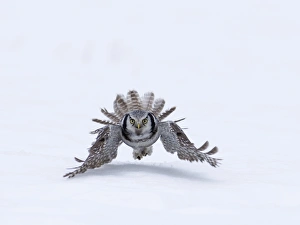 Vole Prints: Northern Hawk Owl (Surnia ulula) adult