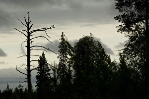 Northern Hawk Owl (Surnia ulula) adult, perched at top of dead pine tree, silhouetted at dusk in boreal forest habitat, Finland, june