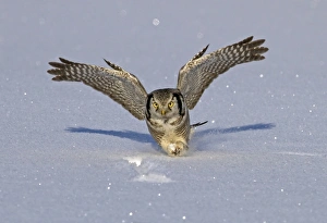 Vole Prints: Northern Hawk Owl (Surnia ulula) adult