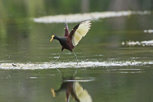 Jacanas Prints: Northern Jacana (Jacana spinosa) adult