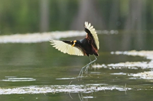 Jacanas Prints: Northern Jacana (Jacana spinosa) adult