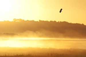 Northern Lapwing (Vanellus vanellus) adult, in territorial flight over coastal marshland habitat, silhouetted at sunrise, Elmley Marshes N. N. R. North Kent Marshes, Isle of Sheppey, Kent, England, may
