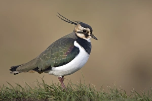 Northern Lapwing (Vanellus vanellus) adult, winter plumage, standing on grass, Norfolk, England, february