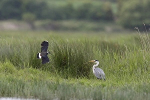Northern Lapwing (Vanellus vanellus) adult, breeding plumage, in flight, mobbing Grey Heron (Ardea cinerea) adult